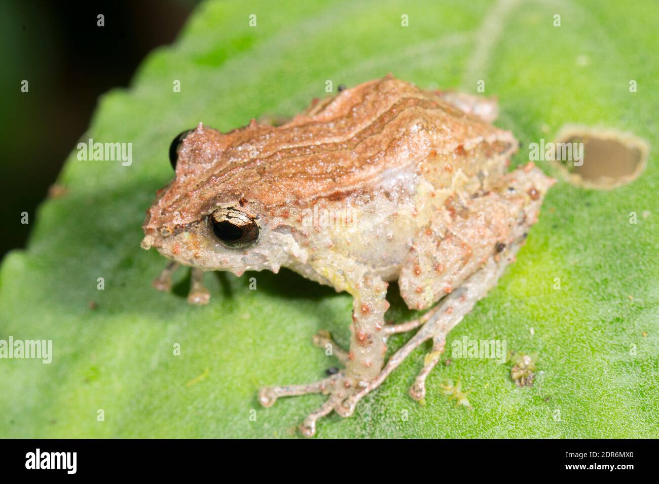 Mutable Rainfrog (Pristimantis mutabilis) on a leaf in the understory of montane rainforest in the Los Cedros Reserve, western Ecuador. So named becau Stock Photo