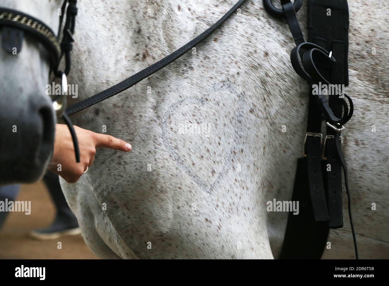 hand indicates a shaved heart-shaped symbol on a horse shoulder Stock Photo