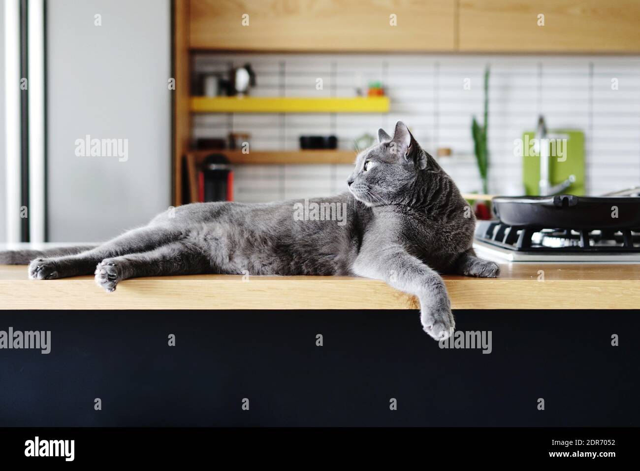 cat on kitchen counter