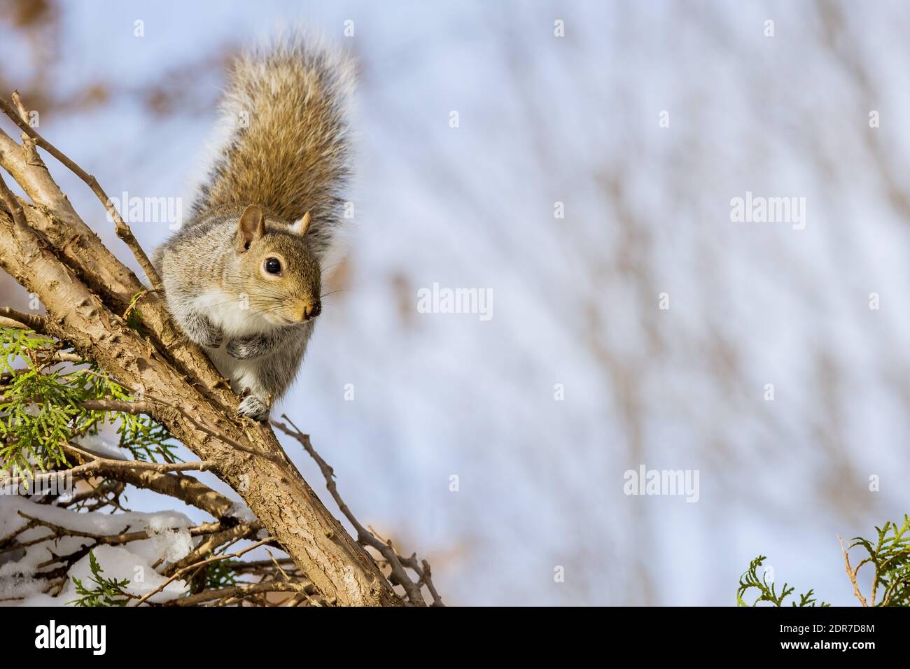 Eastern grey squirrel with nuts at winter in park forest Stock Photo