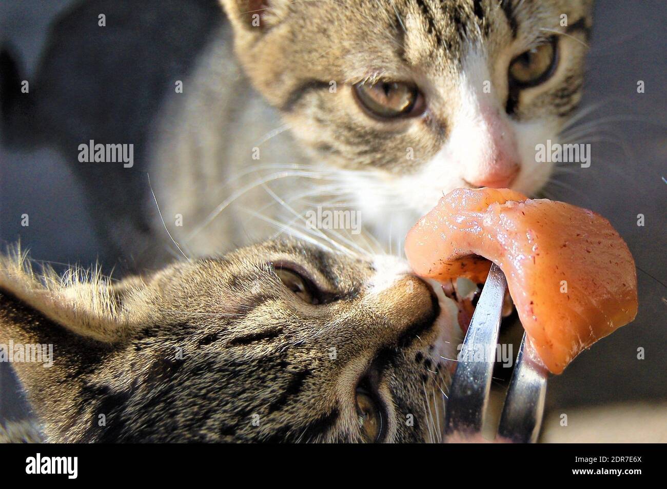 cat eating meat