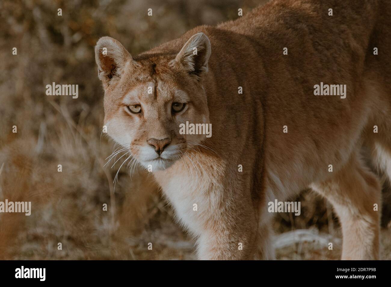Portrait Of Mountain Lion By Plants Stock Photo - Alamy Portrait Of Mountain Lion By Plants Stock Photo - Alamy