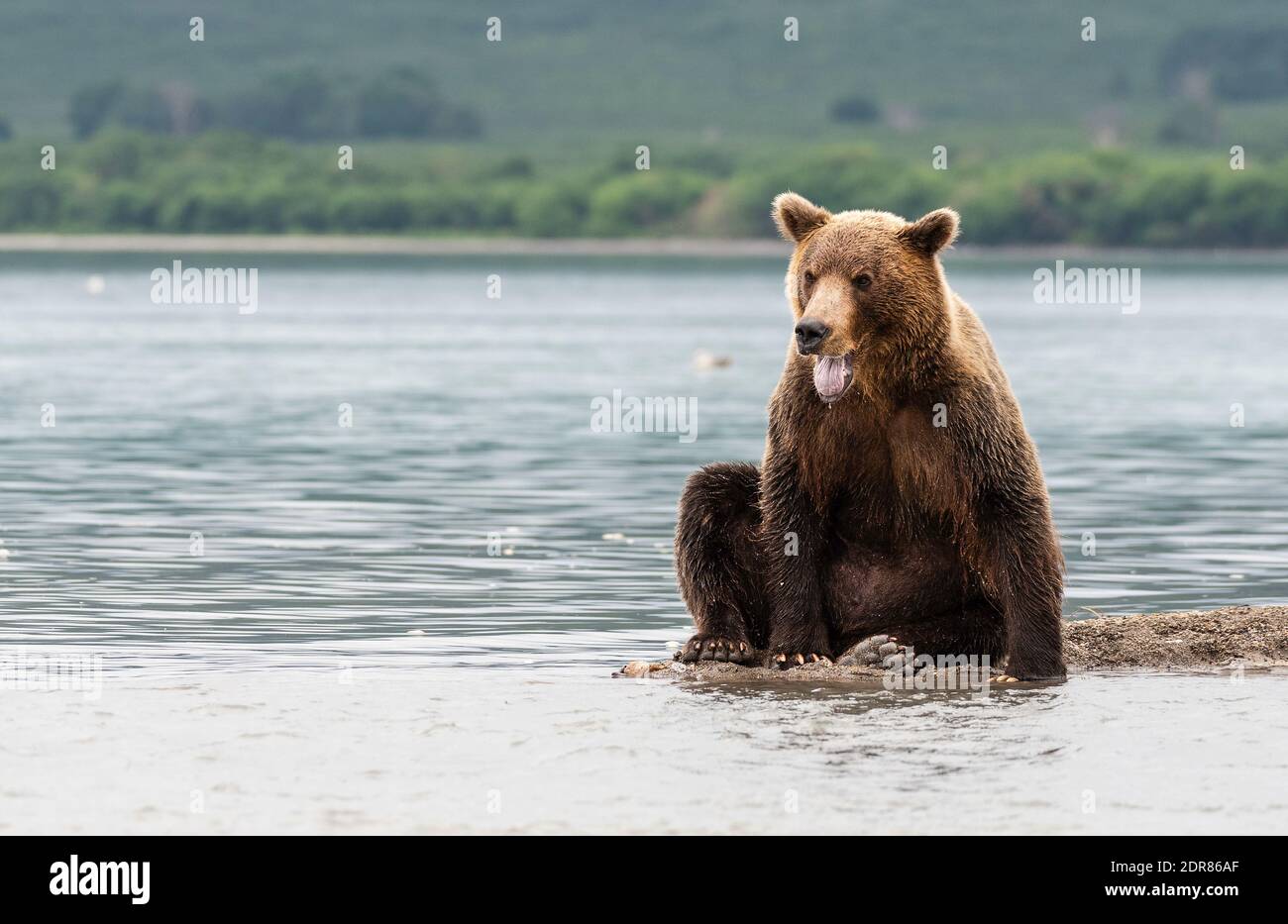 Brown Bear In Kurile Lake Stock Photo