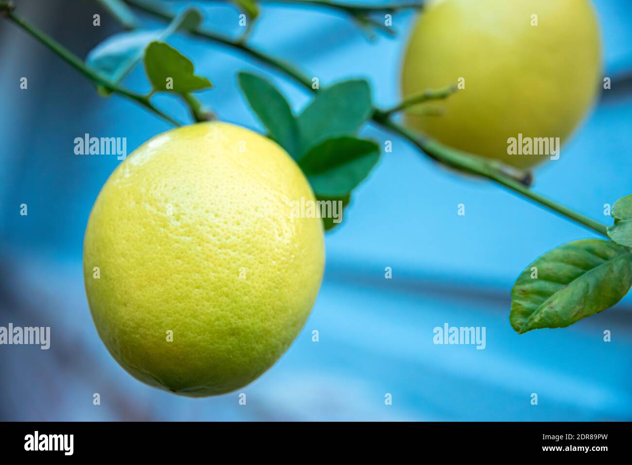 Ripening Meyer lemons, a hybrid citrus fruit native to China and introduced to the United States by agricultural explorer Frank Nicholas Meyer. (USA) Stock Photo