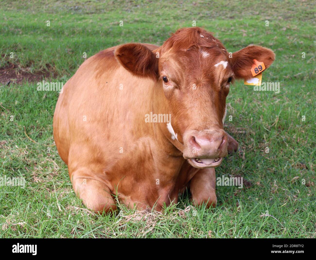 Norfolk Island, Open-grazing Cow in the World Heritage Area, Kingston. Stock Photo