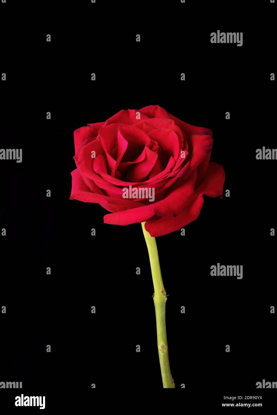 A single American Beauty rose blossom pictured against a black background. Stock Photo