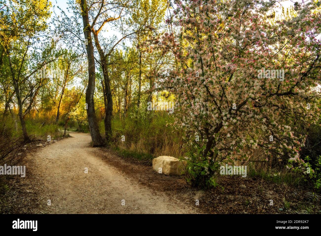 Flowering fruit trees line Boise's Bethine Church Nature Trail Stock