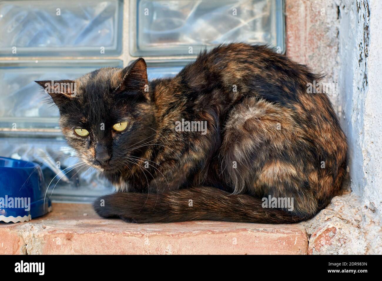 Scruffy cat hires stock photography and images Alamy