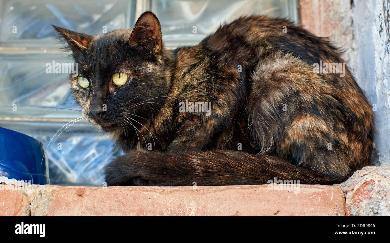 A closeup of a scruffy cat snuggly sitting on an exterior window sill