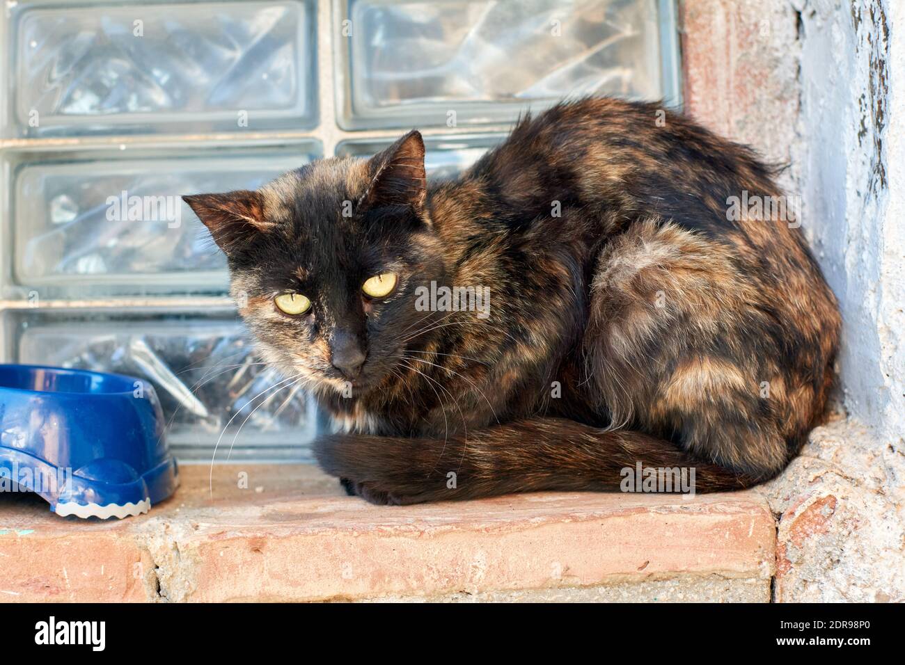 Scruffy cat hires stock photography and images Alamy