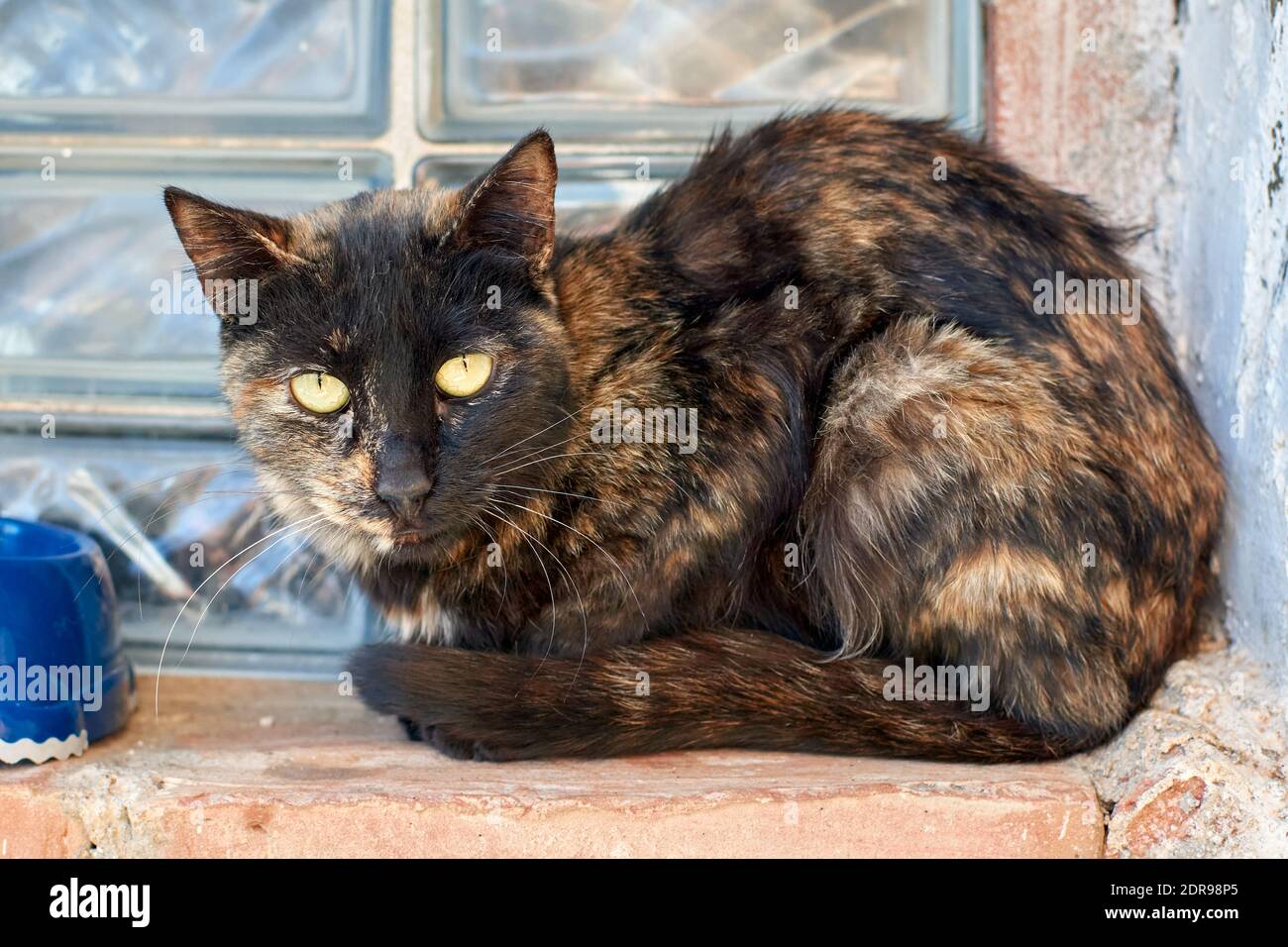 A closeup of a scruffy cat snuggly sitting on an exterior window sill