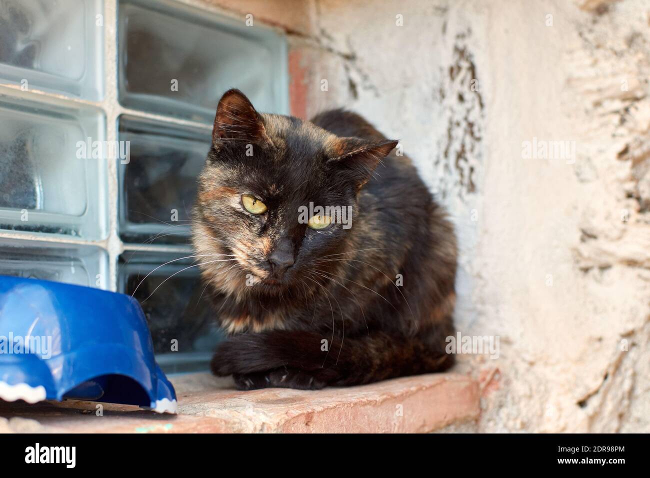 Scruffy cat hires stock photography and images Alamy