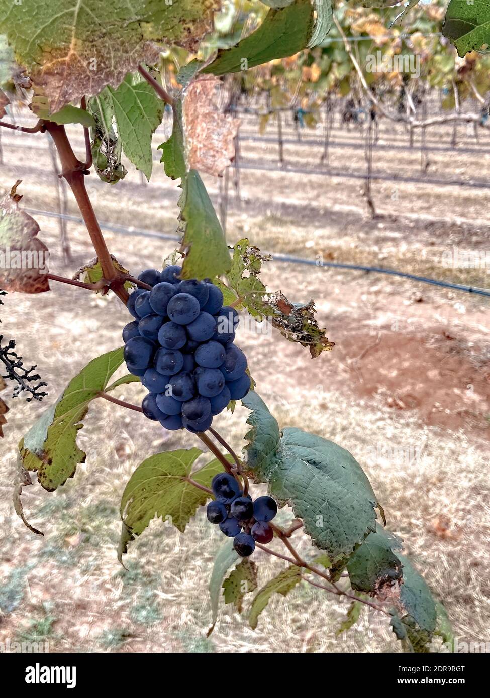 Grapes after the harvest in South texas. Stock Photo