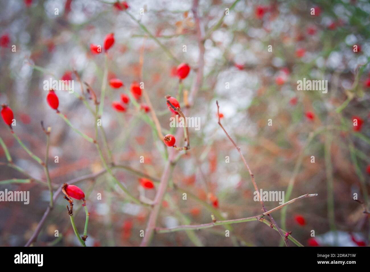 Winter berries Stock Photo