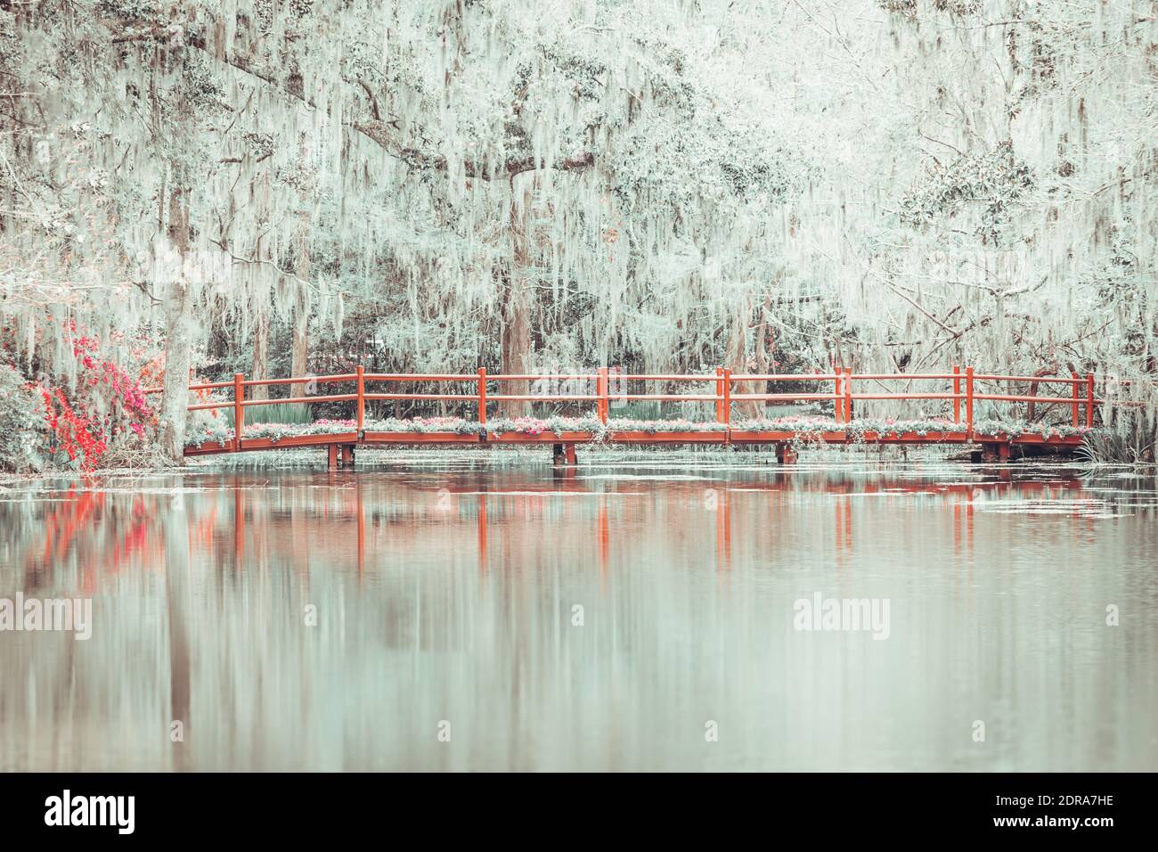 Fairytale Like Magical Forest With Spanish Moss And A Red Bridge Stock Photo Alamy Fairytale Like Magical Forest With Spanish Moss And A Red Bridge Stock Photo Alamy