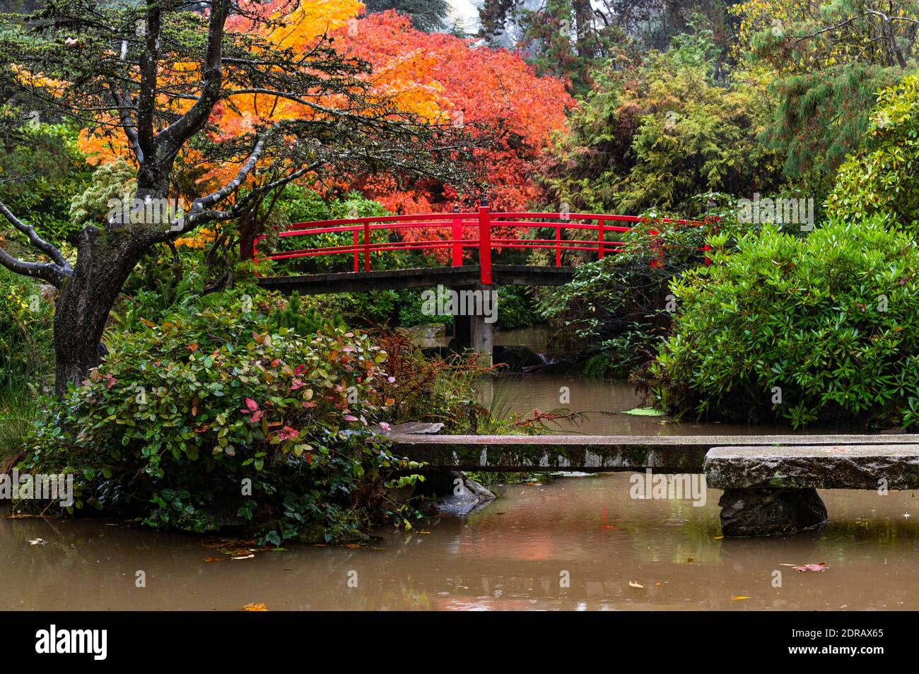 Red Japanese style bridge in a wooded area at the Kubota Public Park in Seattle Stock Photo