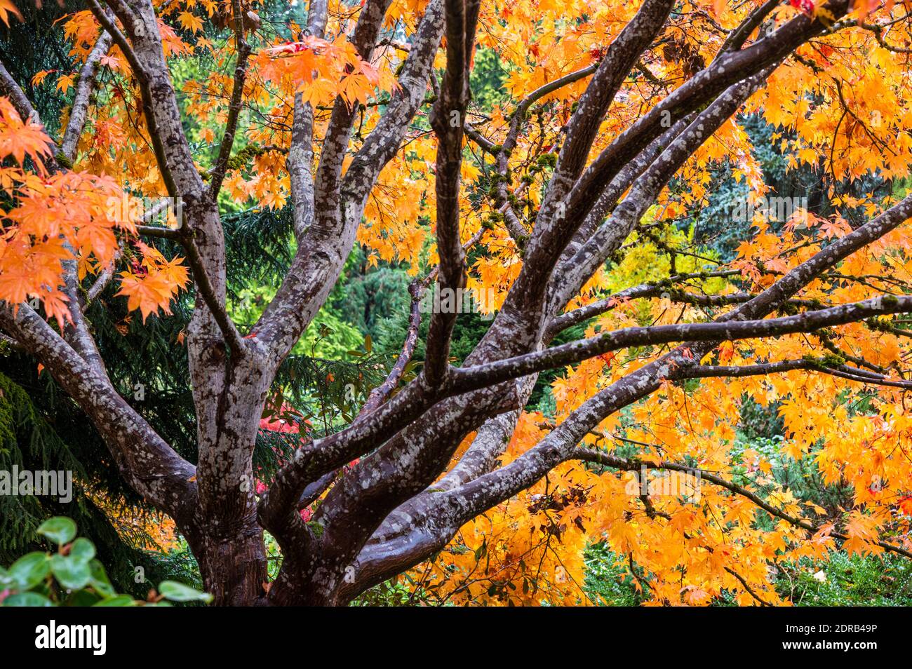 Yellow leaves of a Japanese Maple tree Stock Photo - Alamy