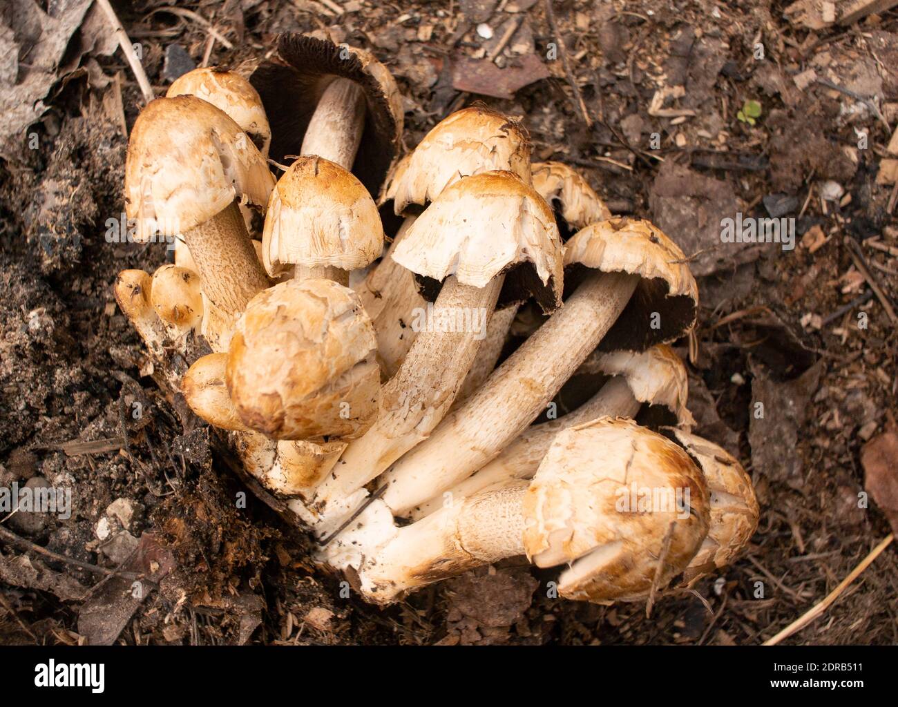 Coprinopsis variegata. A cluster of Scaly Ink Cap mushrooms that was found  growing on a rotten log, near the Kootenai River, in Troy Montana Stock  Photo - Alamy
