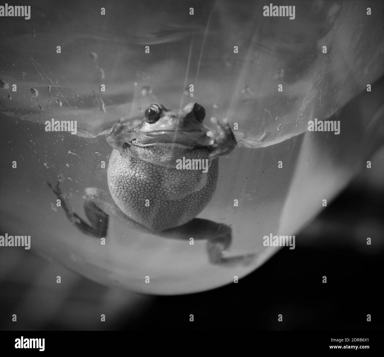 Closeup Of Frog In Water Stock Photo Alamy