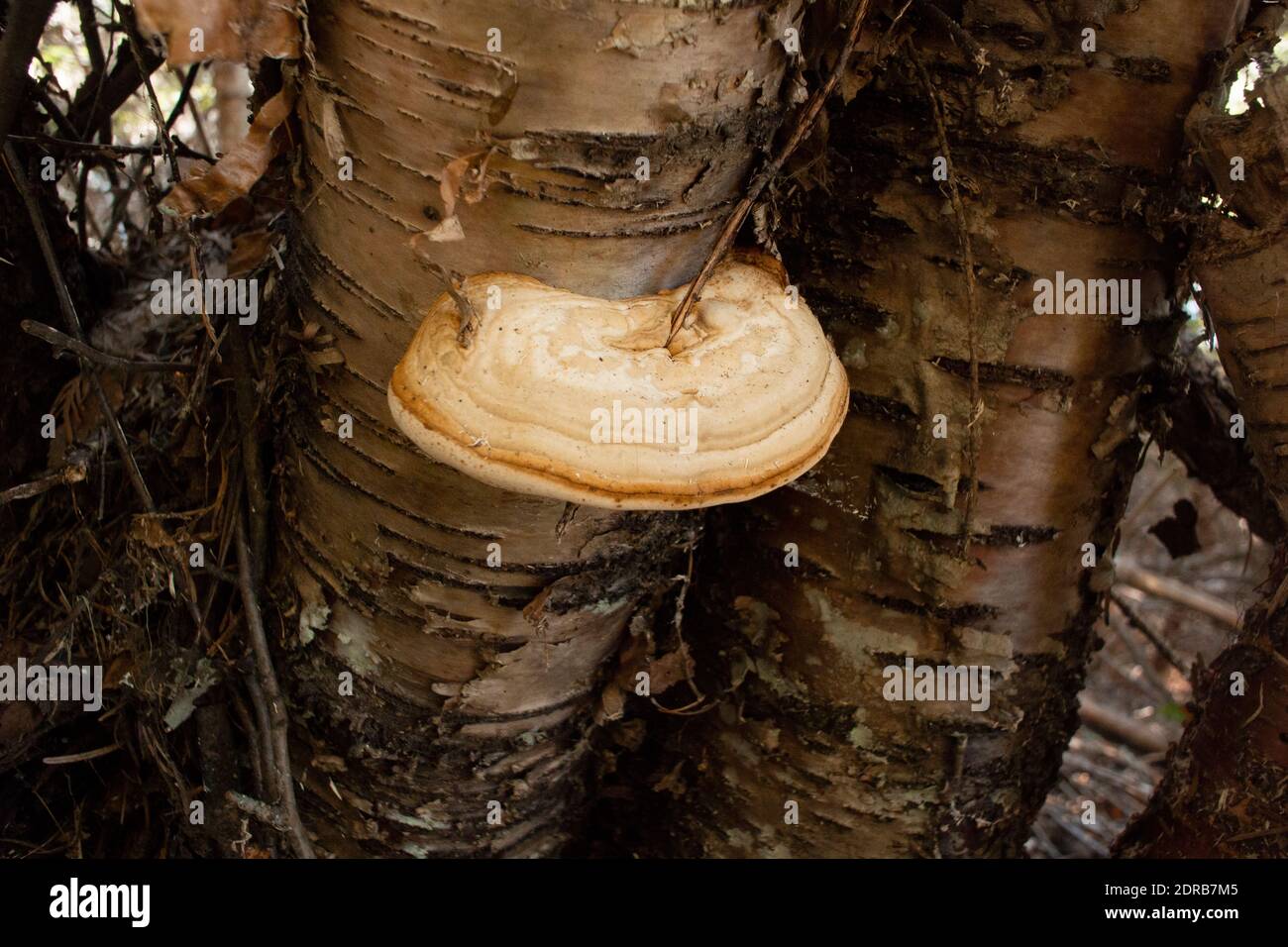 Tinder Conk mushrooms, Fomes fomentarius, growing on a lichen covered dead red birch tree, Betula occidentalis, Stock Photo