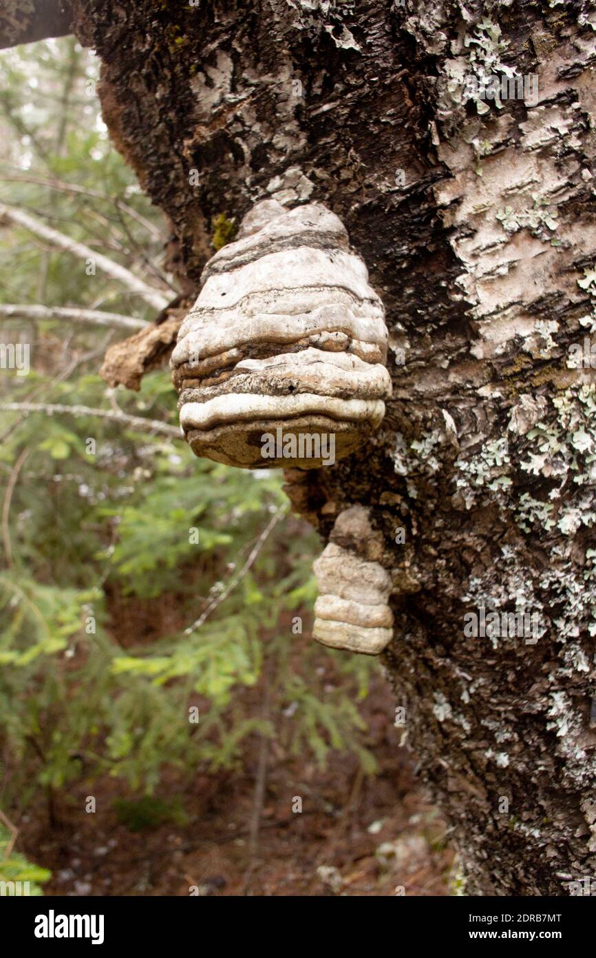 Tinder Conk mushrooms, Fomes fomentarius, growing on a lichen covered dead red birch tree, Betula occidentalis, Stock Photo