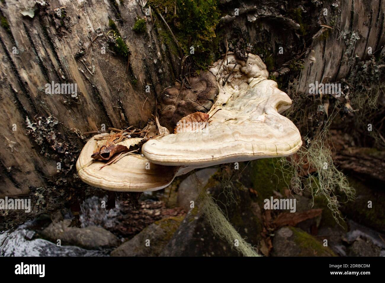 An Artists's Conk mushroom, Ganoderma applanatum, growing on a dead red ...