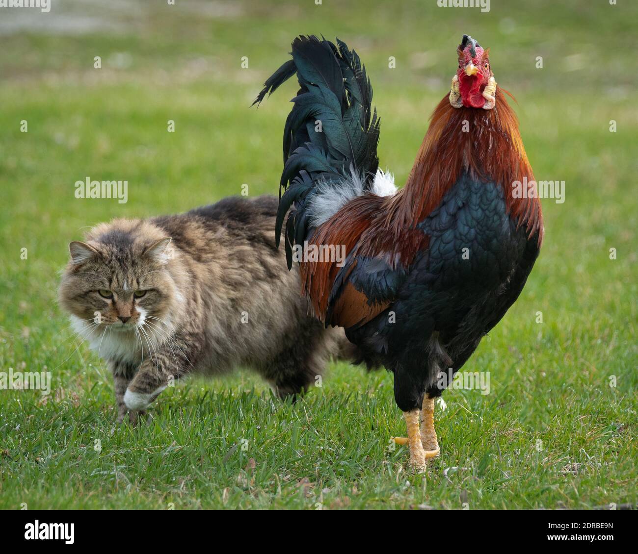 Cat rooster hi-res stock photography and images - Alamy
