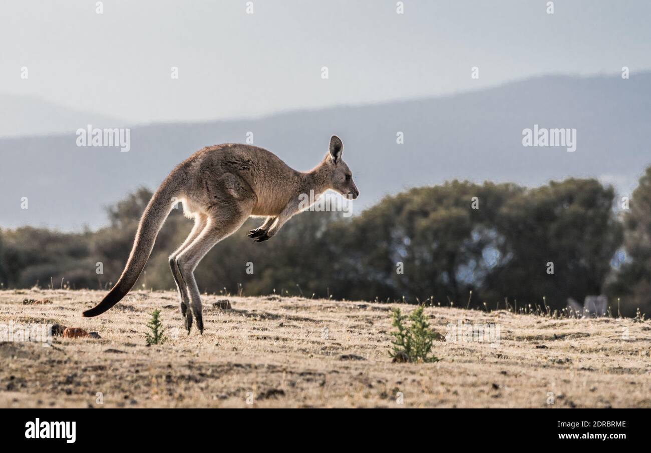 Kangaroo Jumping On Land Stock Photo Alamy