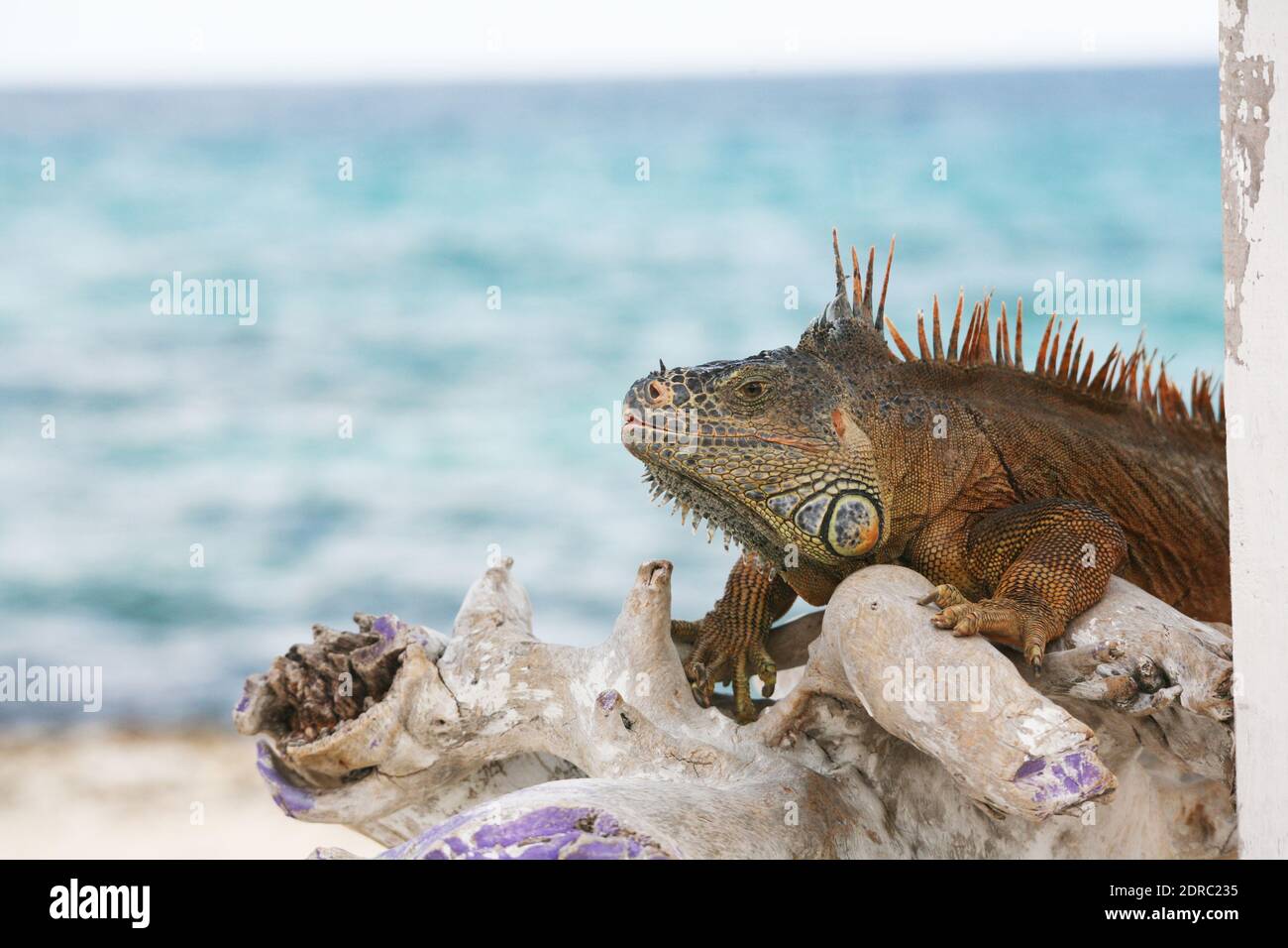 Bearded water dragon hi-res stock photography and images - Alamy