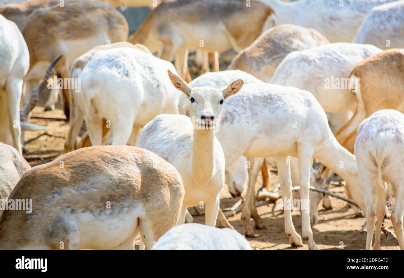Mammals of southern asia hi-res stock photography and images - Alamy