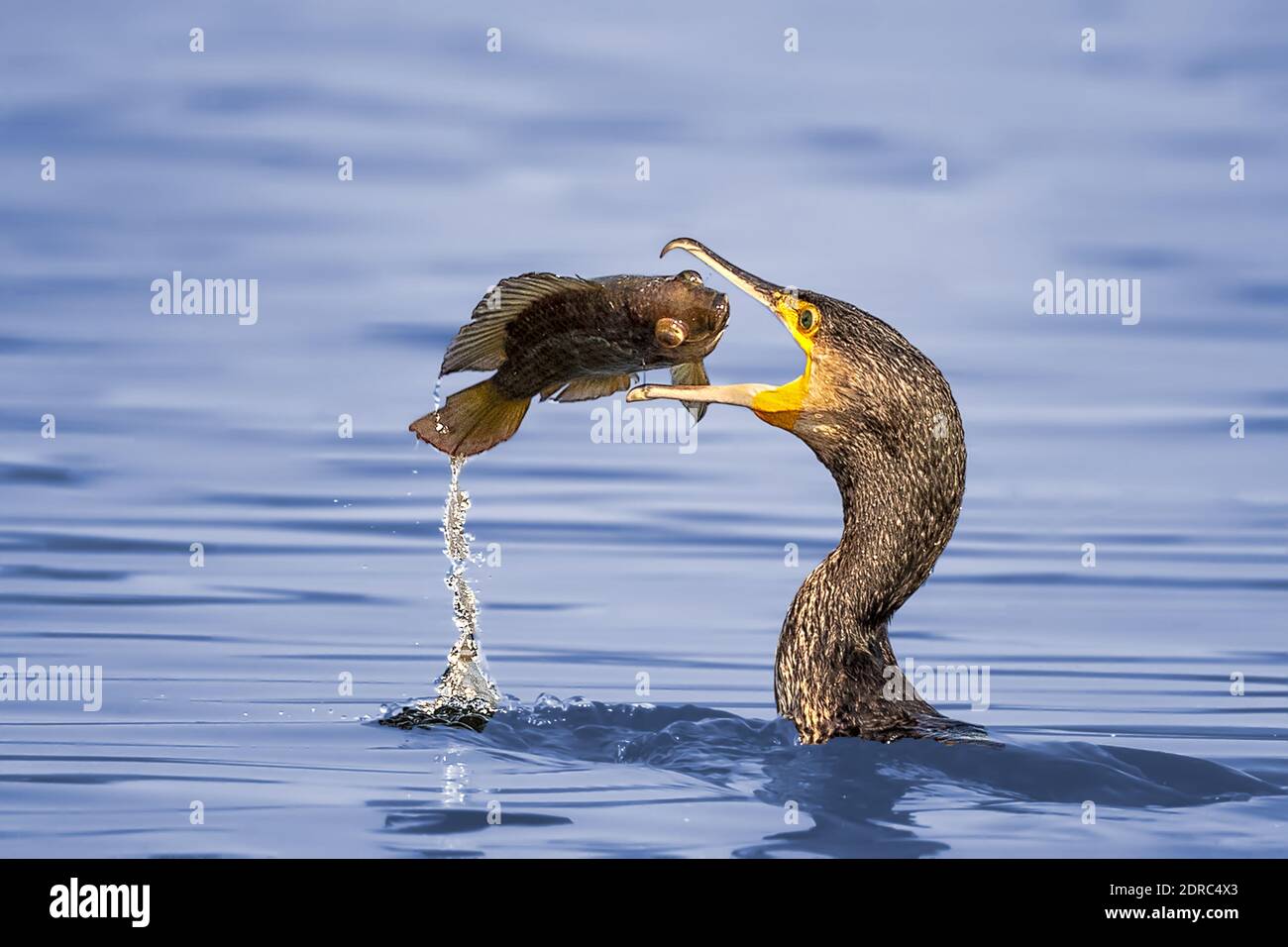 Cormorant Eating Fish In Lake Stock Photo Alamy
