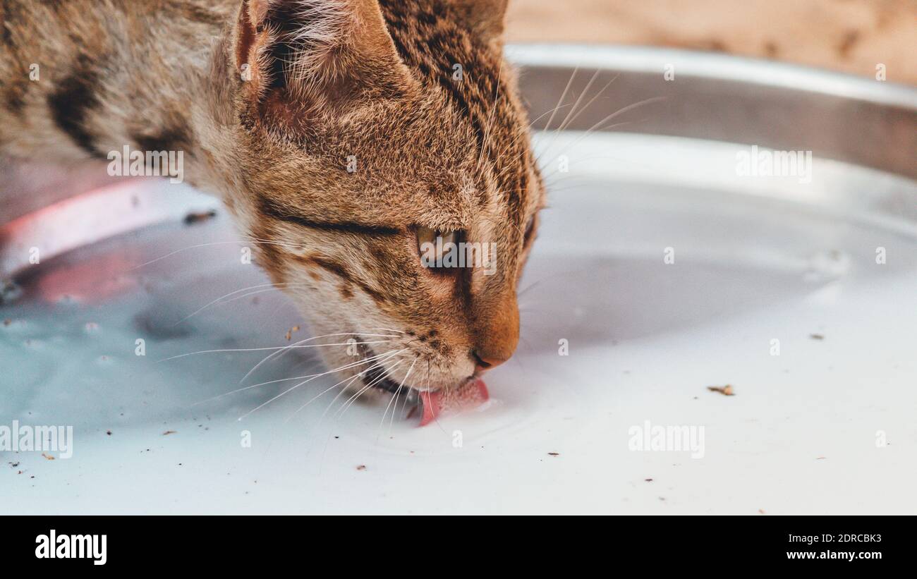 cat having milk