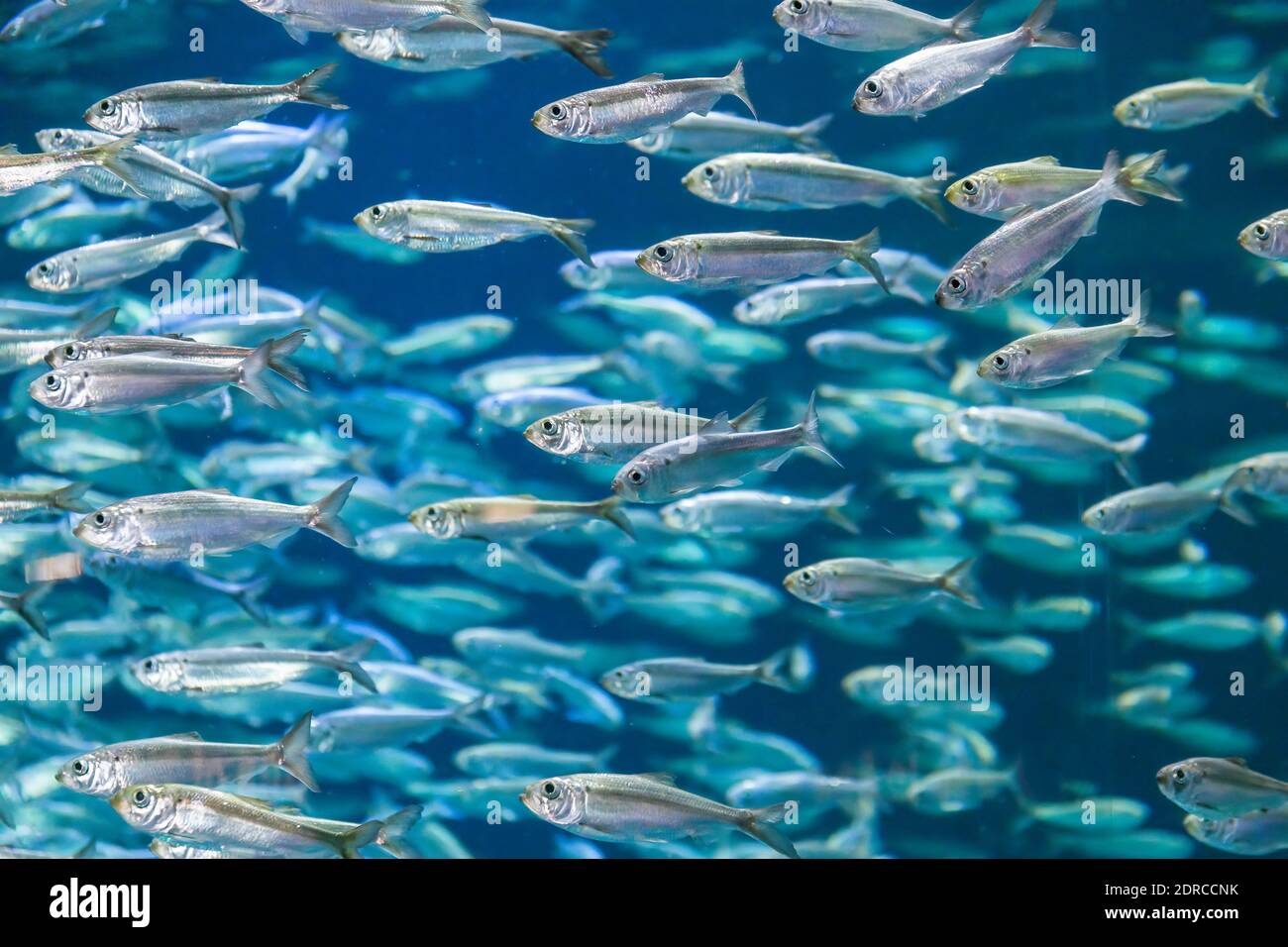 School herring fish swimming in hi-res stock photography and images - Alamy