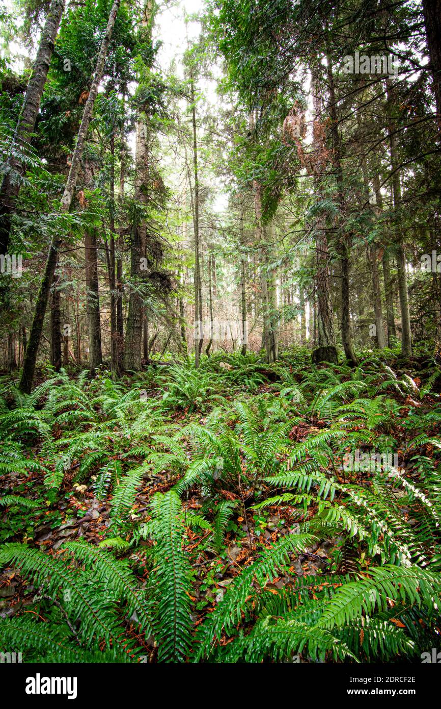 Hoh Rain Forest Olympic National Park Forks, Washington State, United States Stock Photo