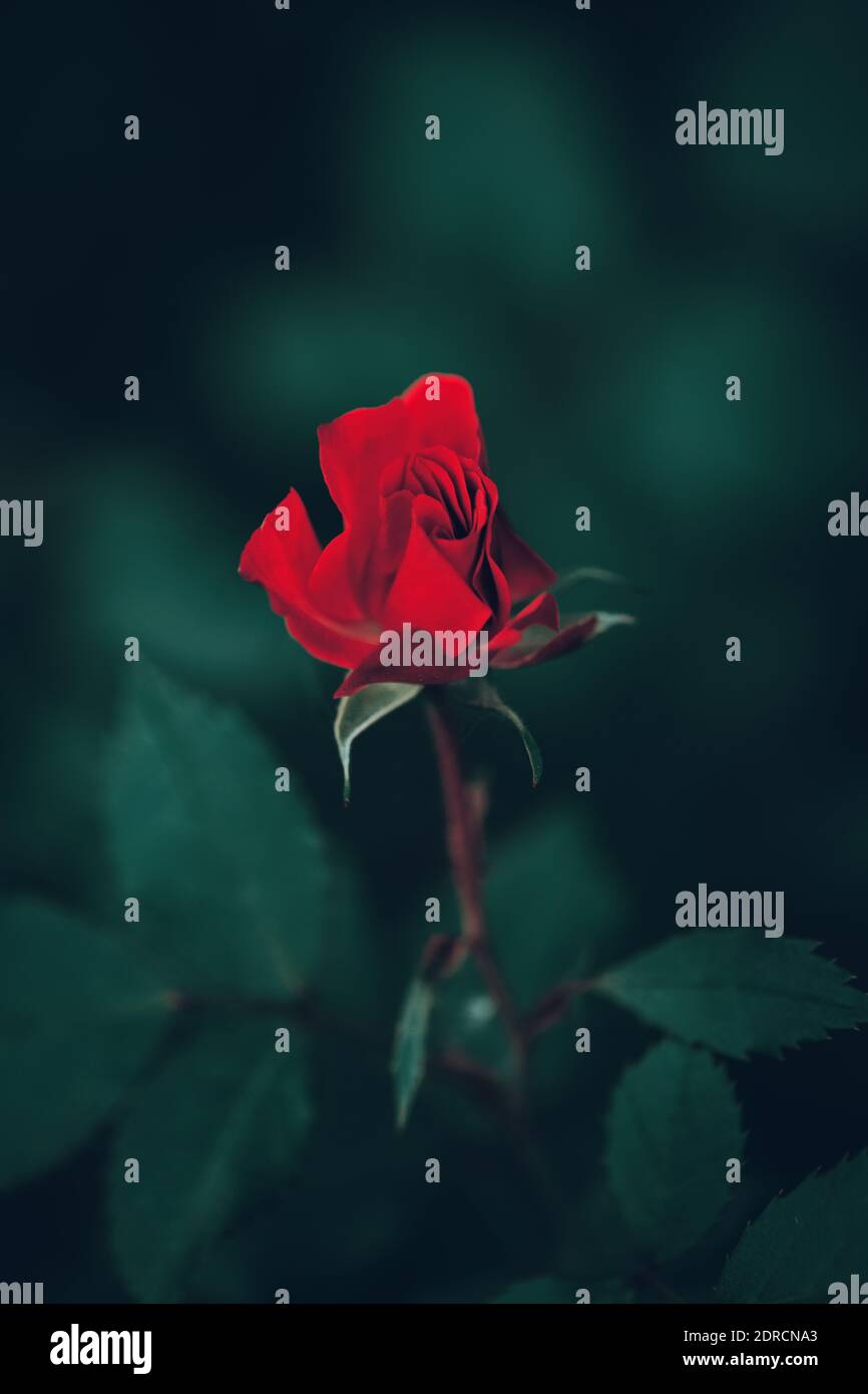 I am red rose 100 instagram