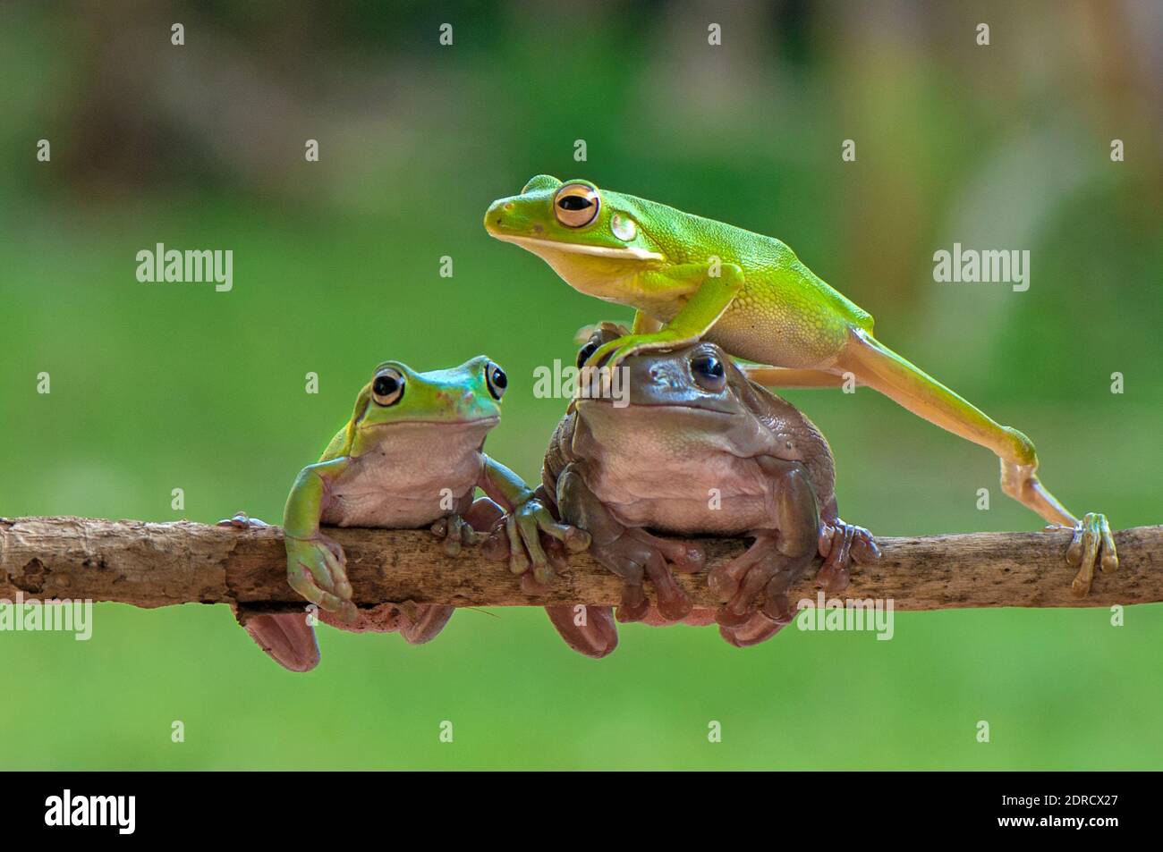 Three frogs branch hires stock photography and images Alamy