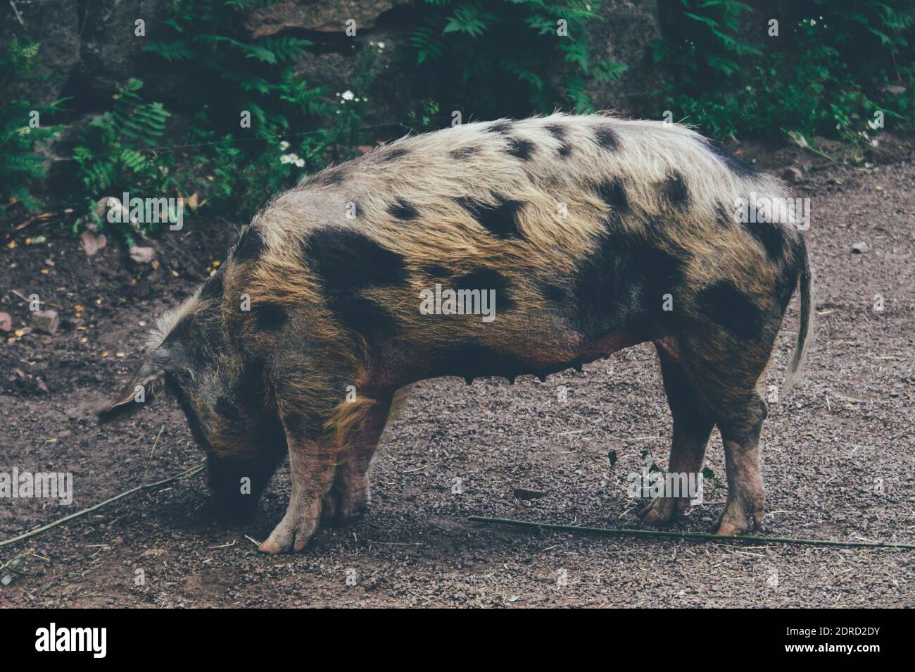 Side View Of A Hog On Field Stock Photo - Alamy