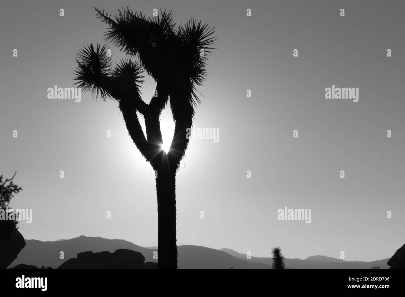Black and white photo of Joshua tree Stock Photo Alamy