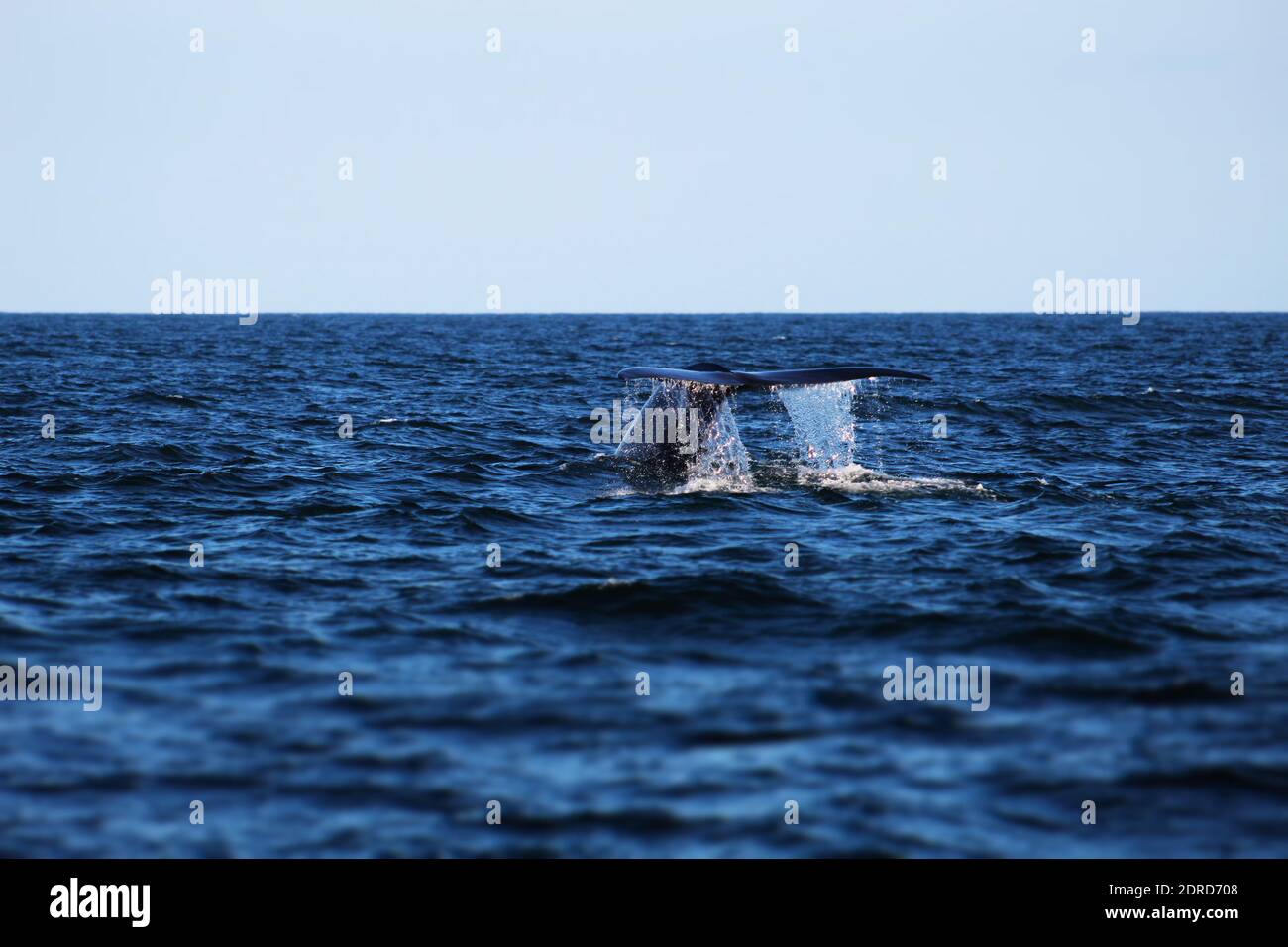 Whale off the coast of California Stock Photo