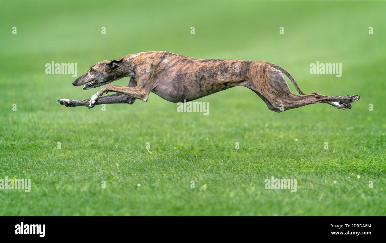 Greyhound Jumping Over Grassy Field Stock Photo Alamy