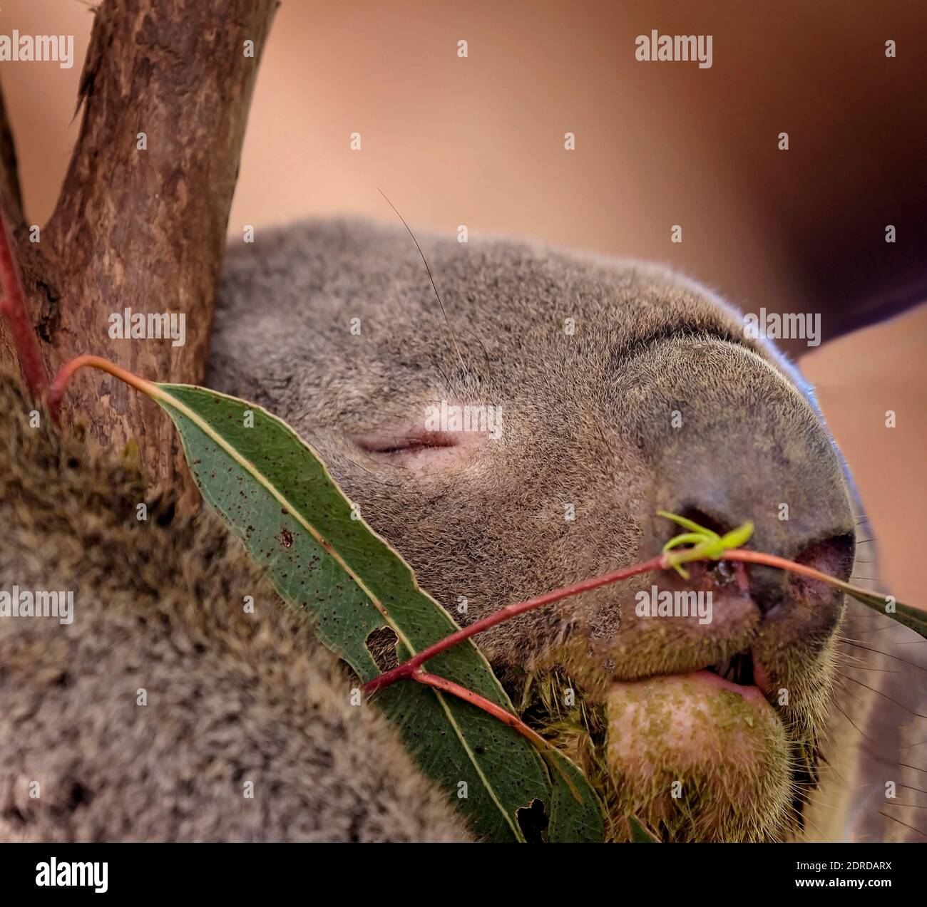 Tree hugging koala hi-res stock photography and images - Alamy