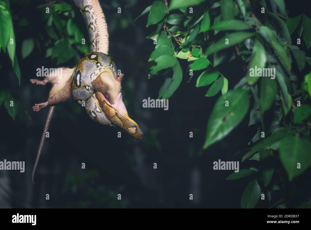 Python Eating Rat High Resolution Stock Photography and Images - Alamy