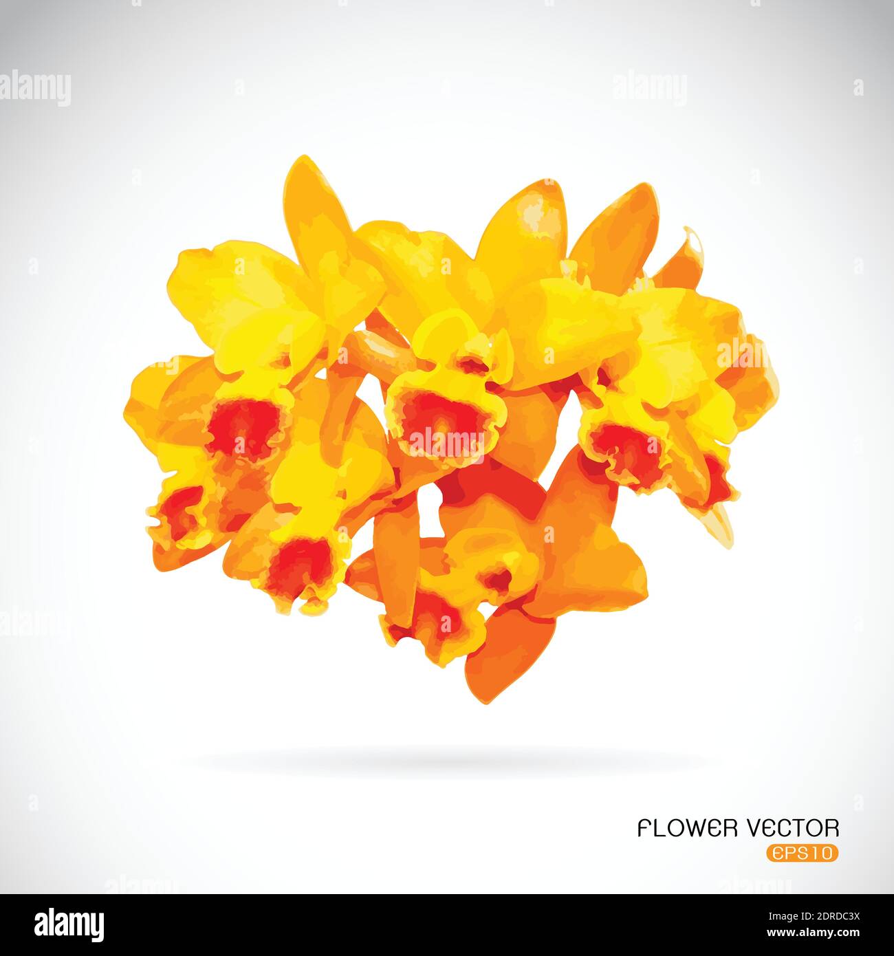 Vector image of orchid flower on white background. Easy editable layered vector illustration. Stock Vector