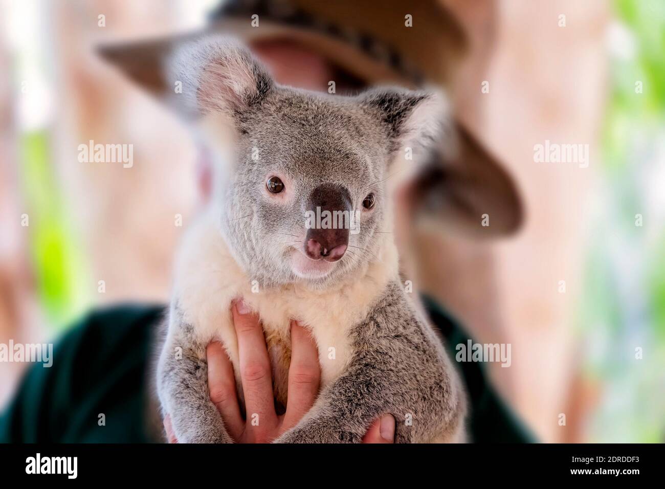 Koalas and hugging hires stock photography and images Alamy