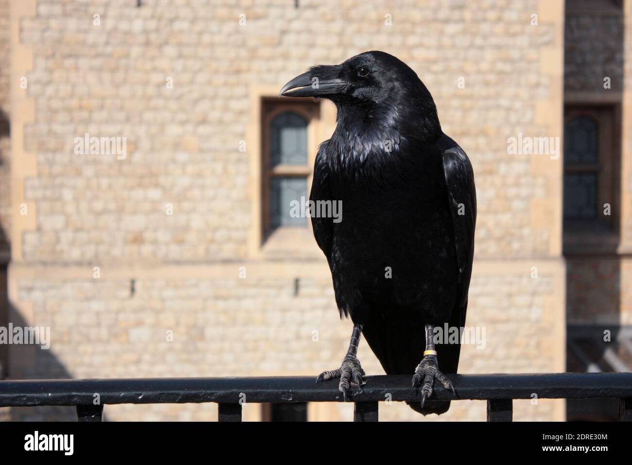 raven on a railing in Tower of London Stock Photo