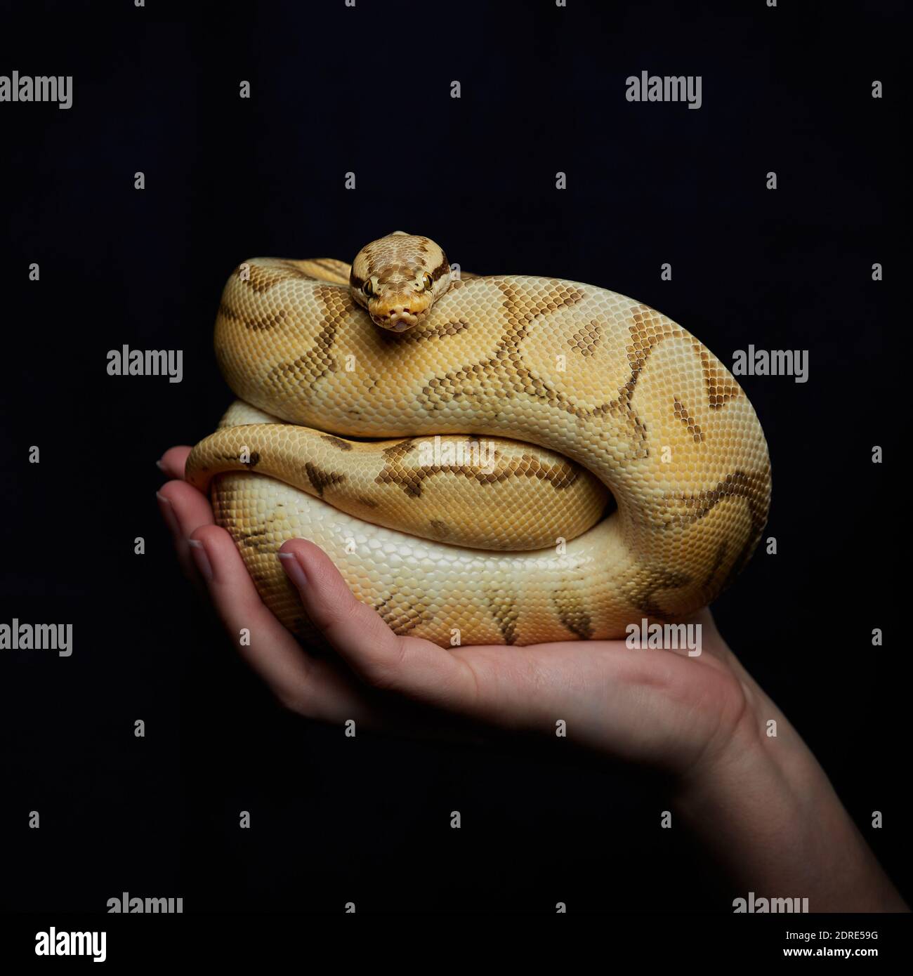 Royal python curled up hi-res stock photography and images - Alamy