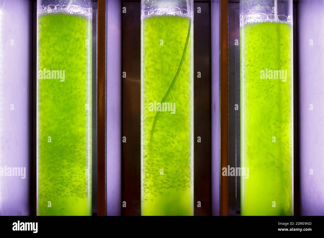 Photobioreactor in lab algae fuel biofuel industry Algae fuel or algal