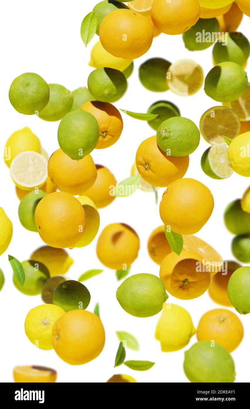 Citrus template hi-res stock photography and images - Alamy