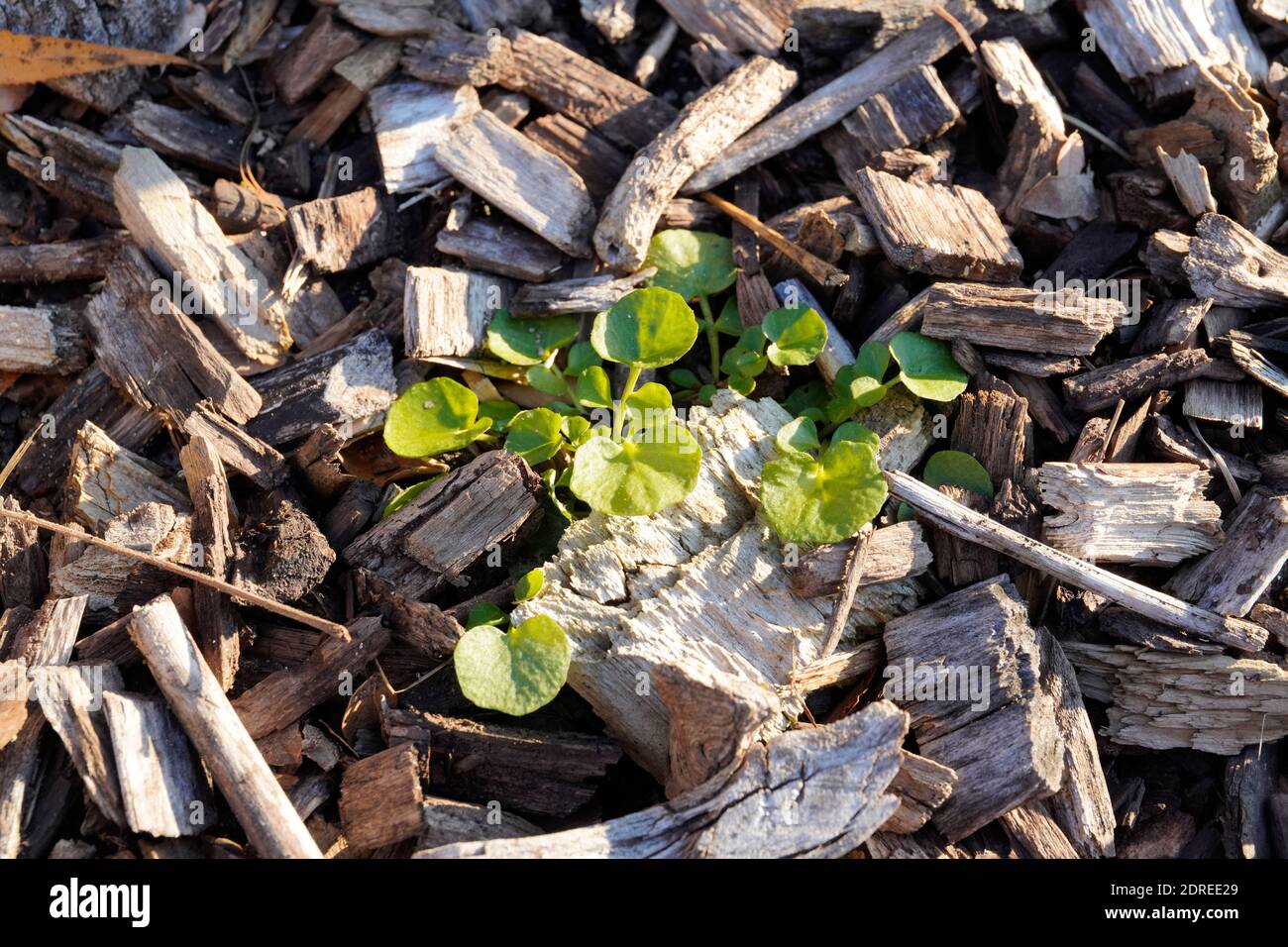 the closeup picture of weed and wood chips on the ground Stock Photo