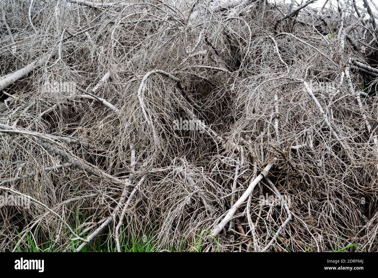 Damage caused by the VAIA storm in the Dolomiti Bellunesi National Park, tangled remains of dried fir branches. Monte Avena, province of Belluno, Ital Stock Photo